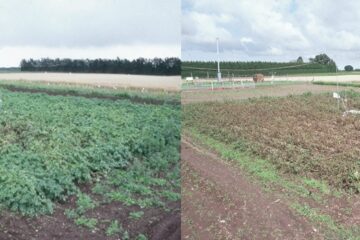 New project to peel away the secrets of potato blight