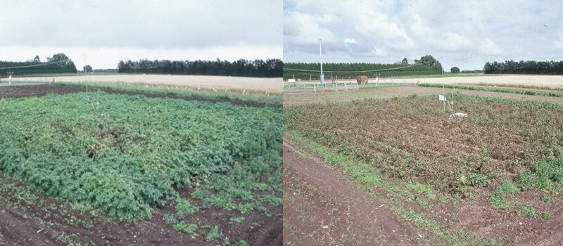 University of Dundee, Phytophthora infestans, potato blight,