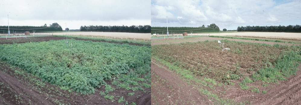 New project to peel away the secrets of potato blight