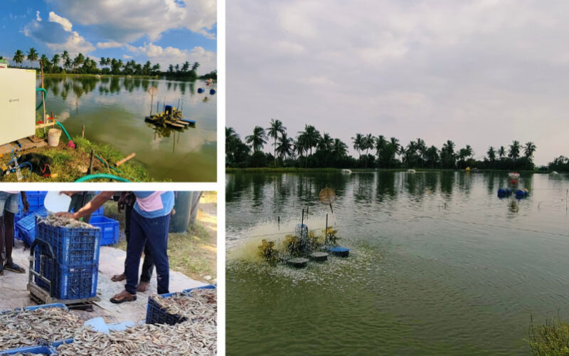 India’s Aquaculture Innovation Is Finally Home-Grown, And Built for the Future