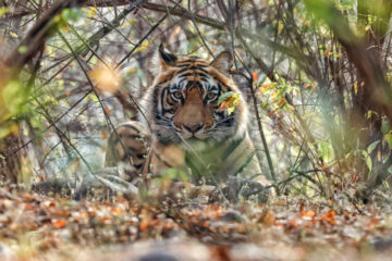 Beyond Ranthambore: Madhya Pradesh’s Quiet Wildlife Tourism Boom